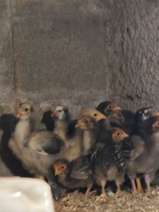 Pintos wyadotte prata , orpington laceados e Brahma perdiz azul