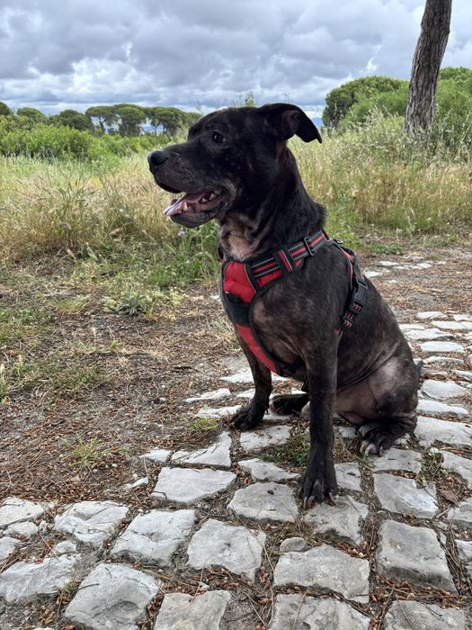 O Baco procura uma nova família
