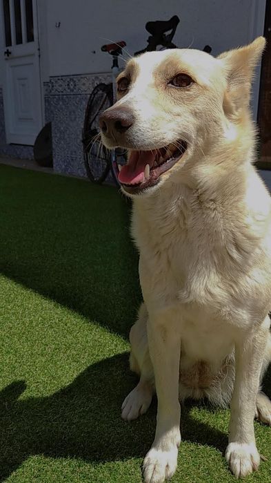 Pet sitting ao domicílio e dog walking