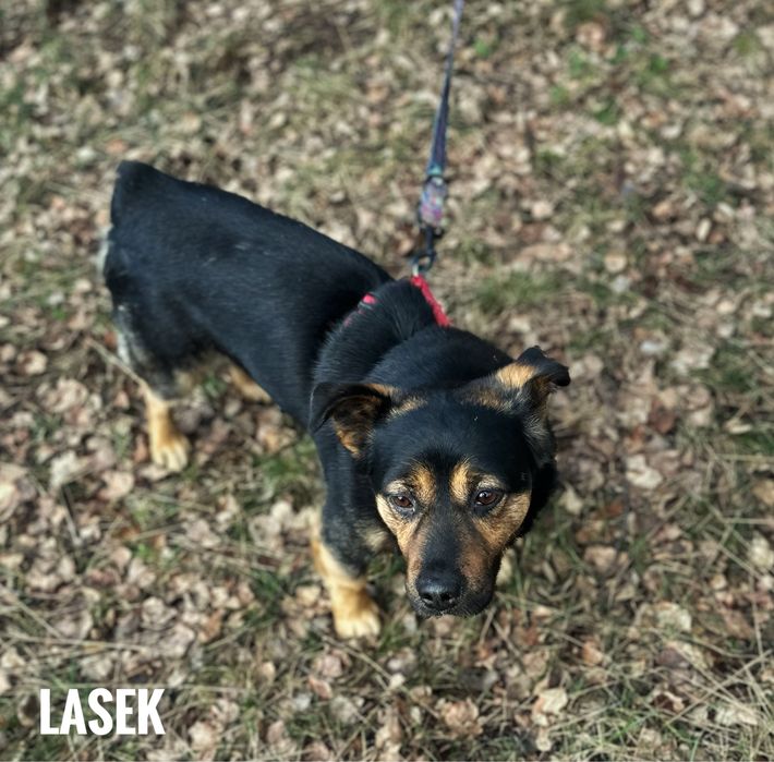 2 letni, 12 kg Lasek do adopcji