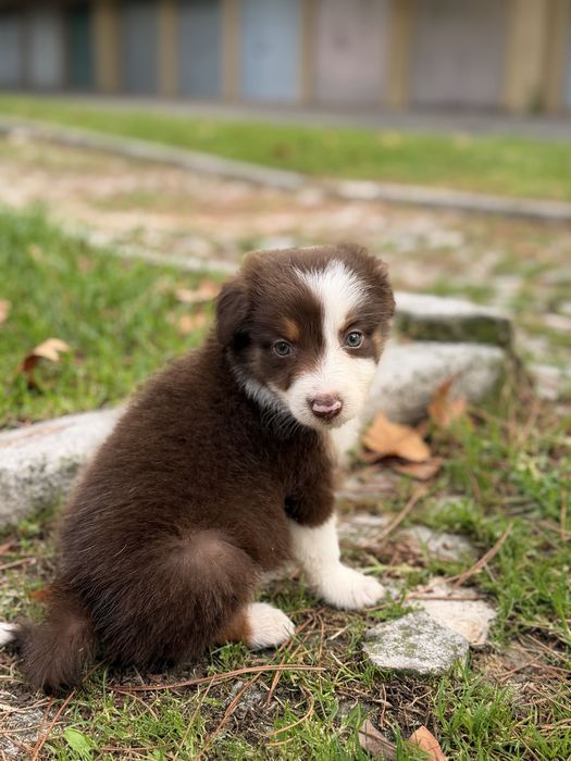 Border collie chocolate bebe