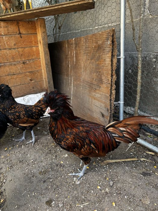 Galinha e galos