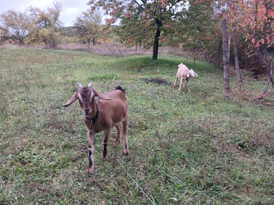 Кози цього року народження