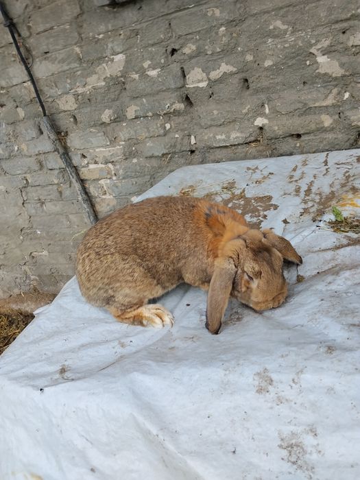 Sprzedam króliki baran francuski
