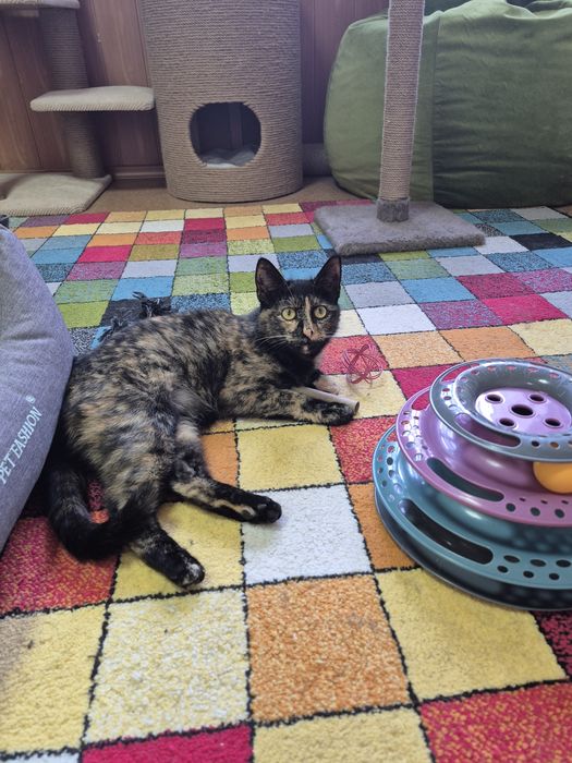 Киця 7-8міс.,врятована з вулиці, ласкава, грайлива, стериліз."ДоброКіт