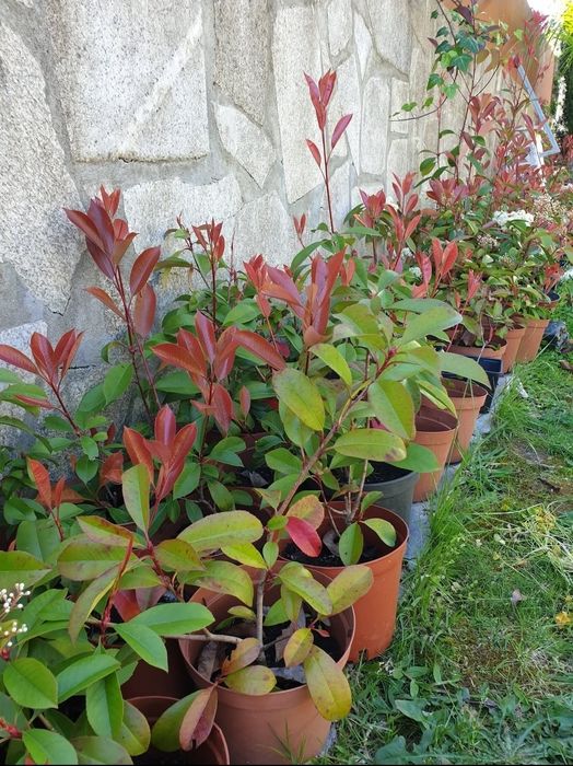 Photinias / fotinias sebes vermelhas