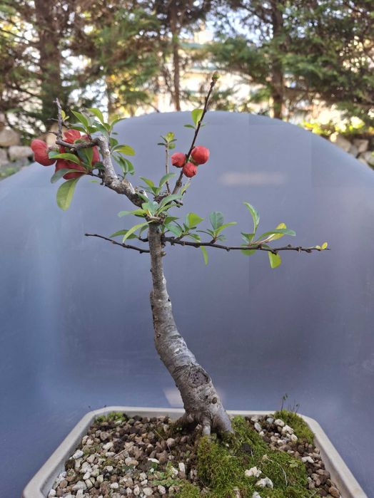 Bonsai Chaenomeles Japonica