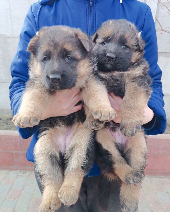 Цуценята німецької вівчарки