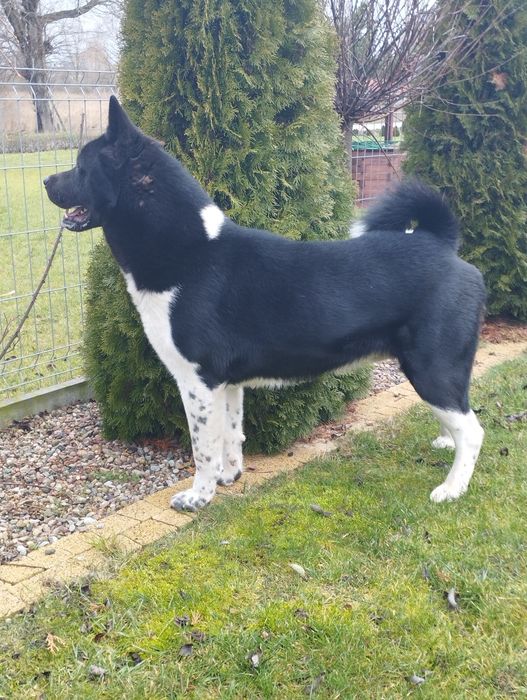 Akita amerykańska-dorosły pies