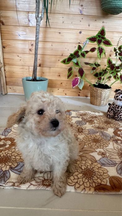 Menina Caniche Toy Apricot