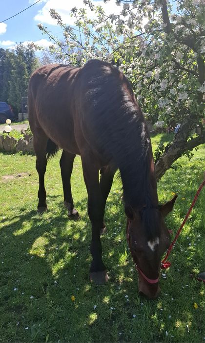Ogierek śląski Lunar