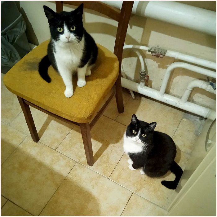 Поділюсь щастям, віддам у добрі руки одну кішечку 8 місяців