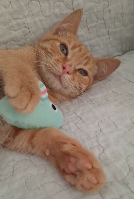 Кошеня хлопчик 3,5 місяці рудий