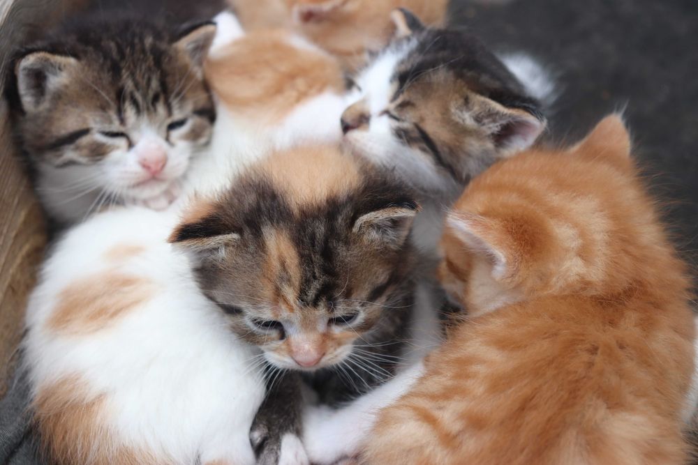 Віддам кошенят в хороші руки