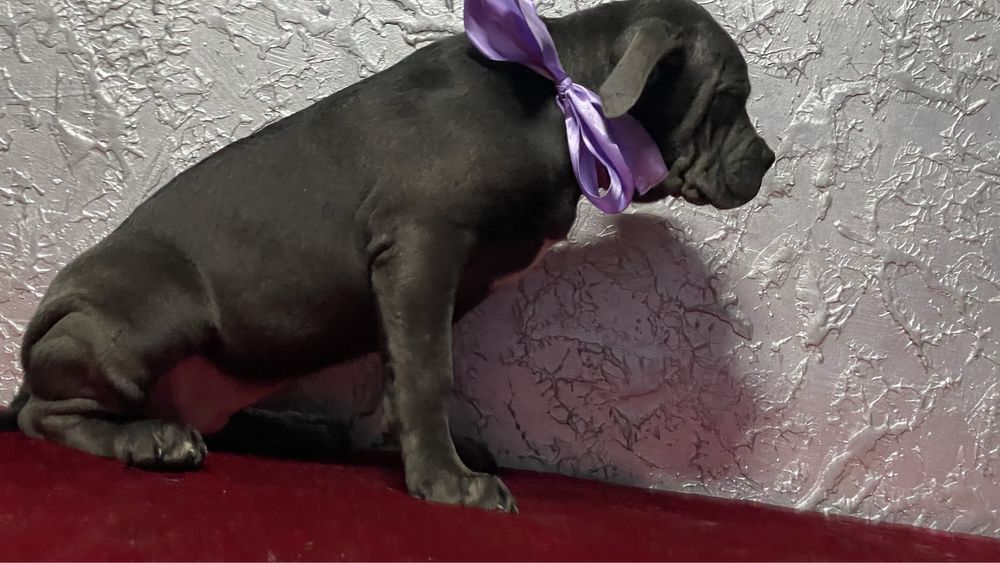 Кане корсо дівчинка