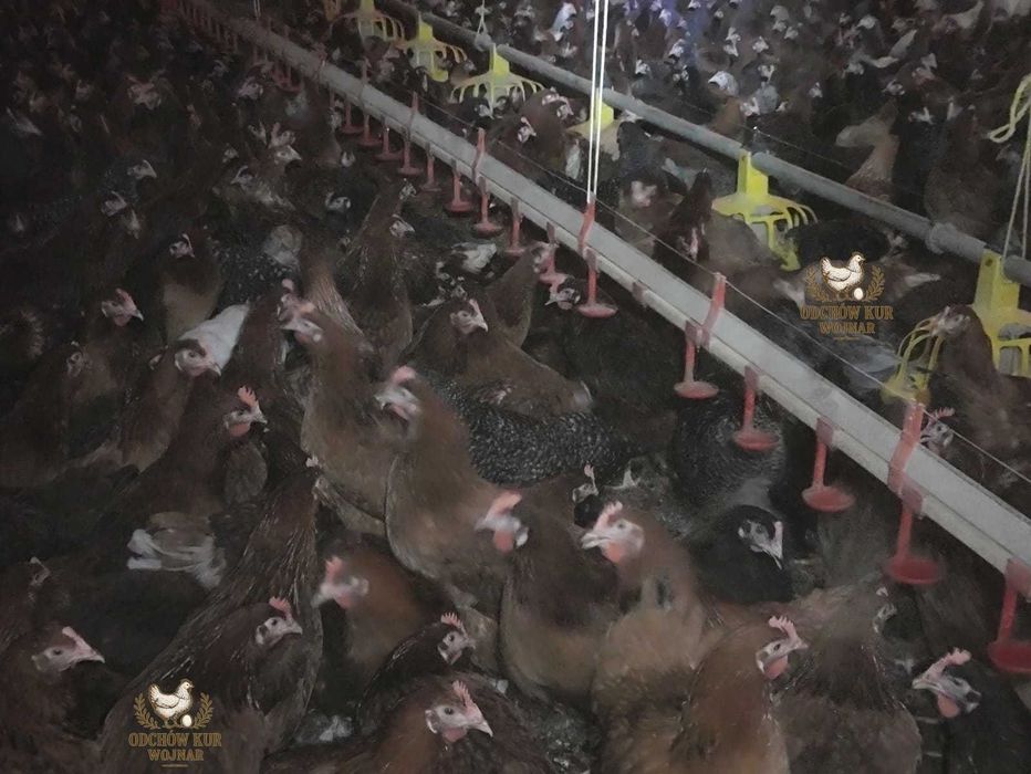 Kury nioski rosa ogólnoużytkowe różne odmiany 18–22 tygodnie