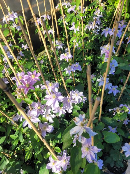 Clematis różne odmiany sprzedaż hurtowa