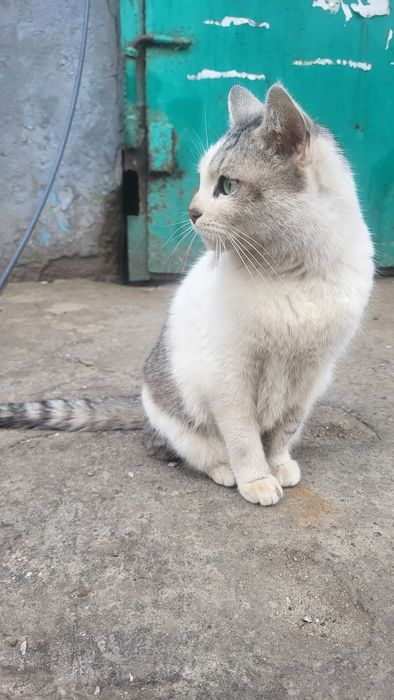 Уехали, а кошку выбросили в мусорные баки