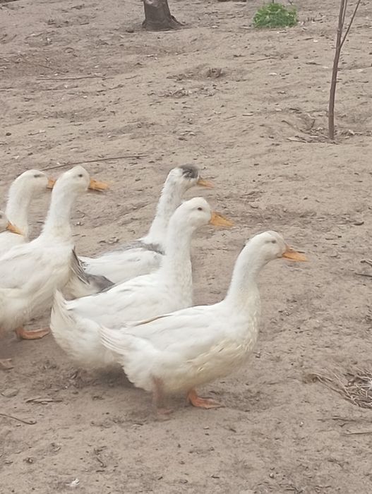 Продаю інкубаційне яйце Пекінської качки