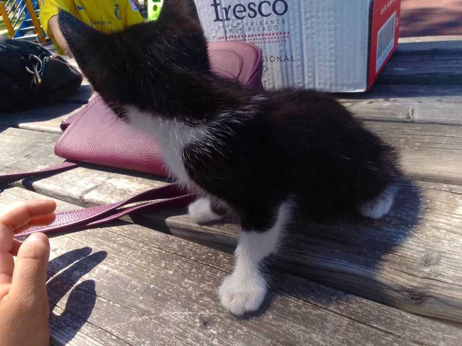 Doação responsável