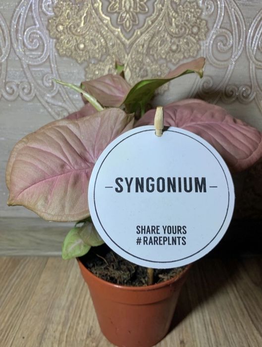 Сингониум Неон Пинк