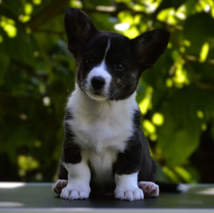 Welsh Corgi Cardigan chłopiec ZKwP FCI