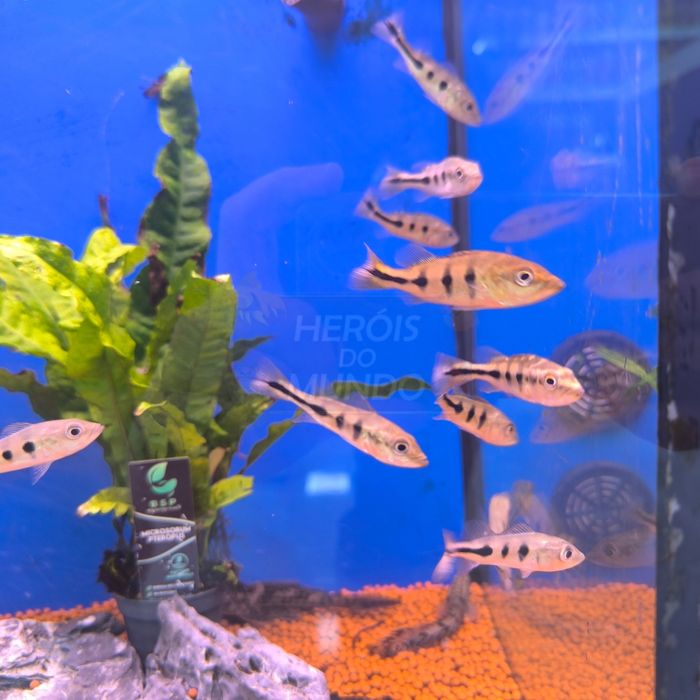 Tucunaré Amarelo (Cichla Munoculos)