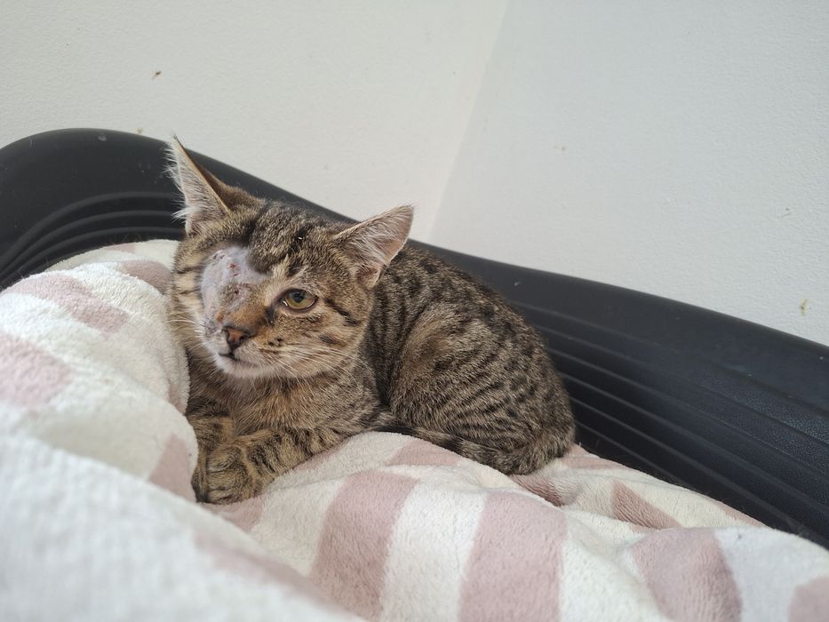 Uratuj młodego kocurka