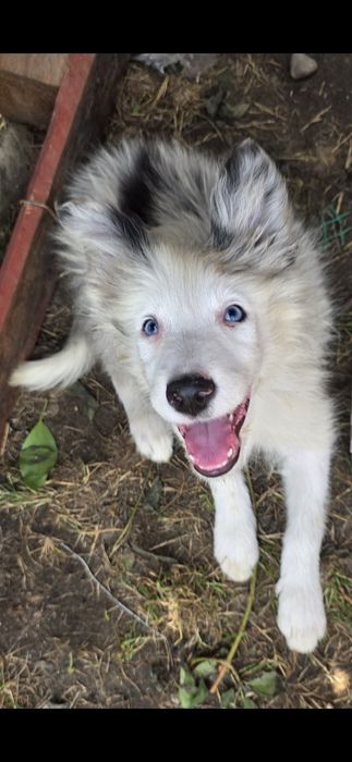 Szczeniak border collie blue merle