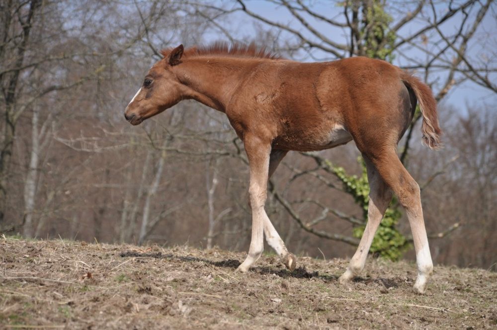 Konie aqh aph odsadki hodowla