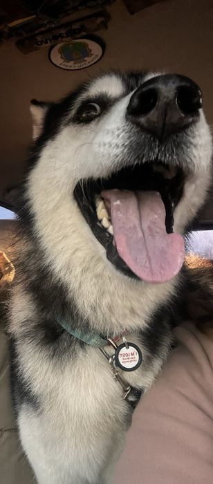 Віддам красення хаскі