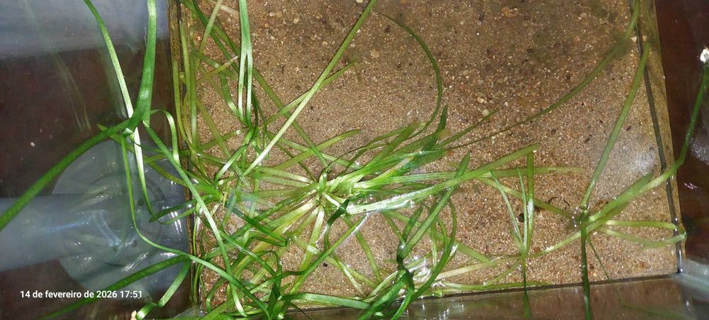 Peixes  camarões plantas aquário