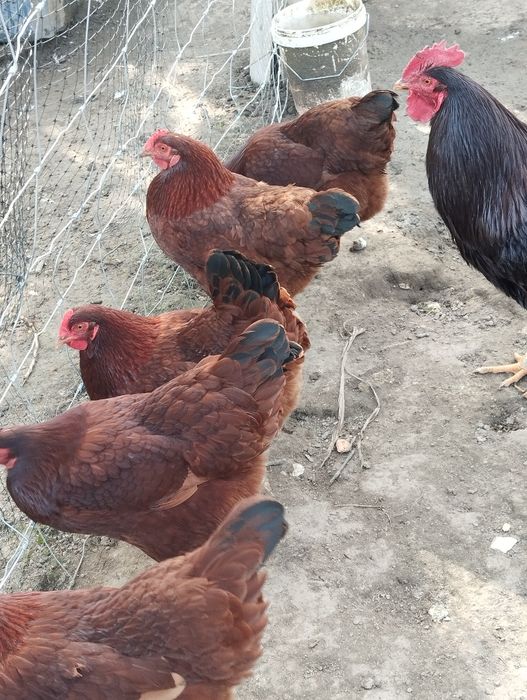 Ovos Rhode Island Red