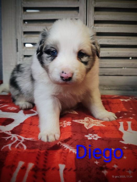 Border collie piesek Blue merle przebadani rodzice