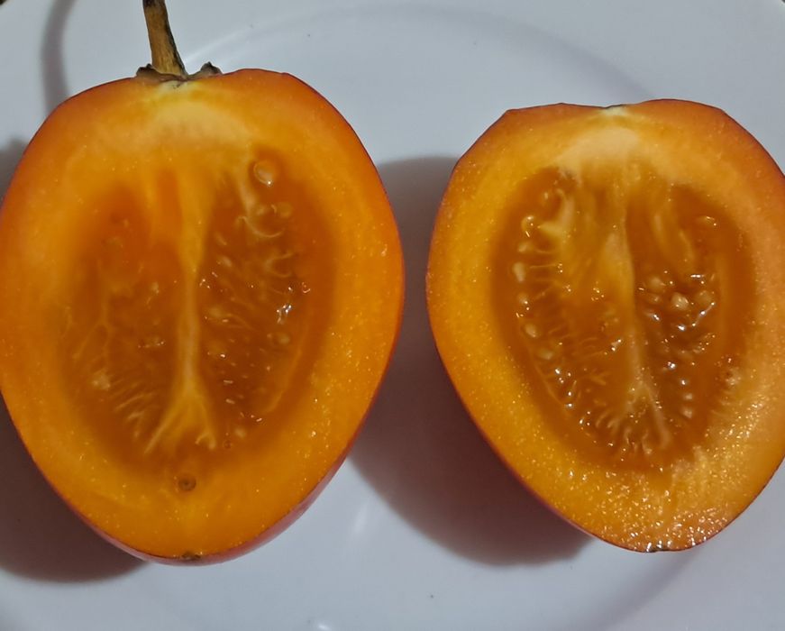 10 sementes de tamarilho laranja