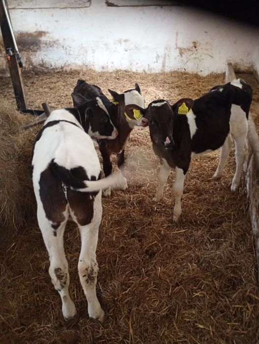 Byczek Byczki Byczki