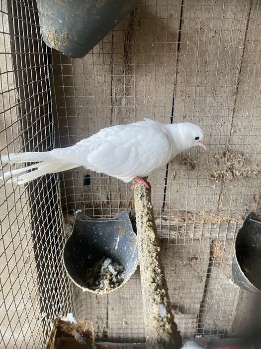 Rolas brancas mansas