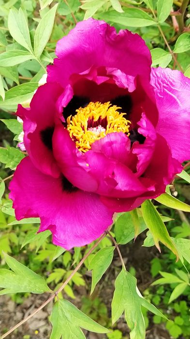 Піон деревовидний