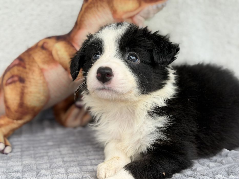 Piesek Border Collie