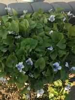 nadwyżki roślin ogrodowych