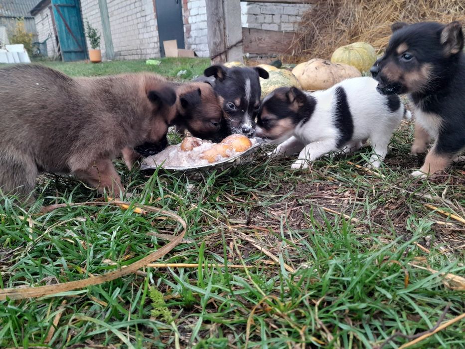 Віддам собачок в добрі руки