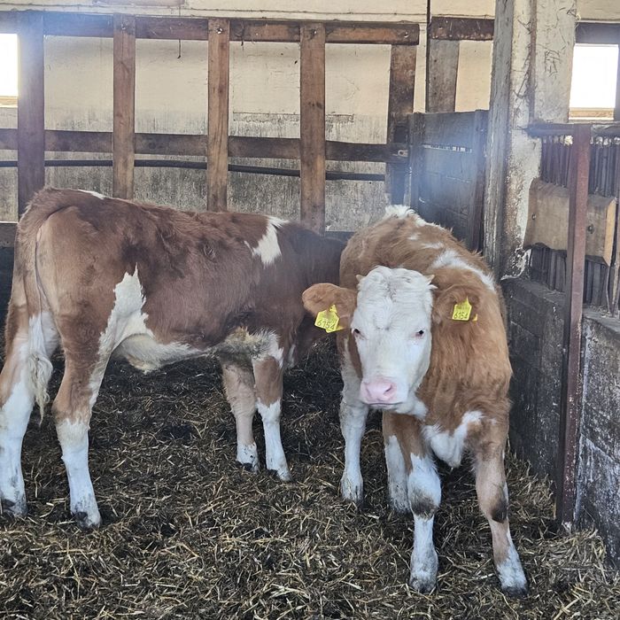 Sprzedam jalowki miesne