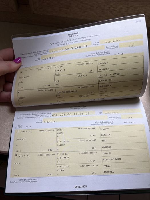 Klacz sp siodło skoki