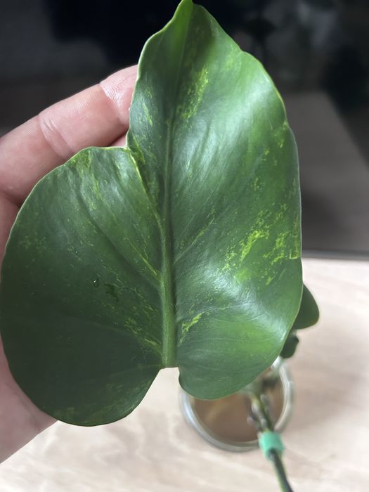 Monstera zombie variegata