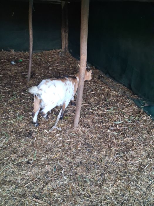 Rebanho cabras anãs