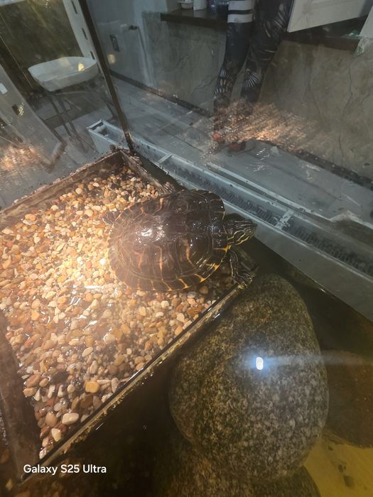 Sprzedam zówia samiczka wodno lodowe zapraszam