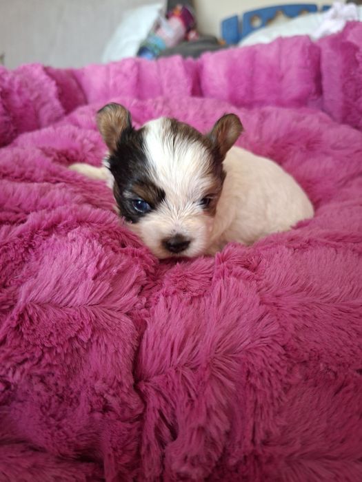 Yorkshire terrier sunia bluberry