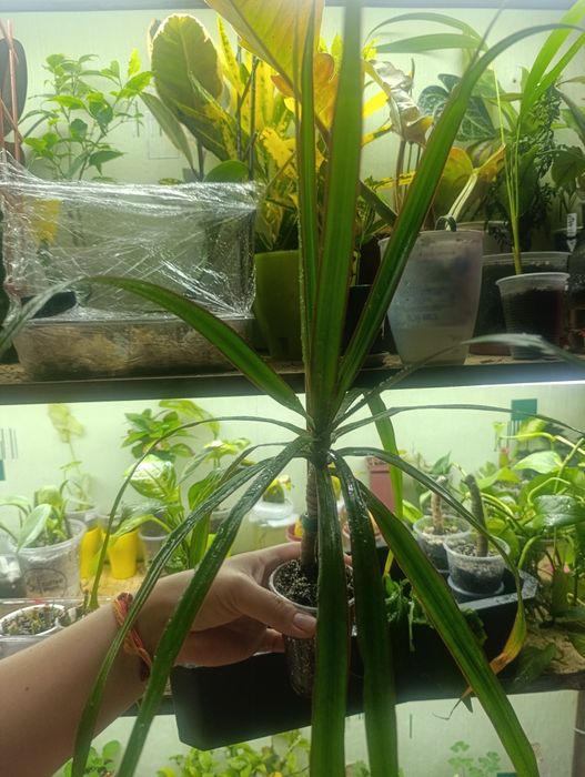 Драцени, дифенбахії, філодентрони