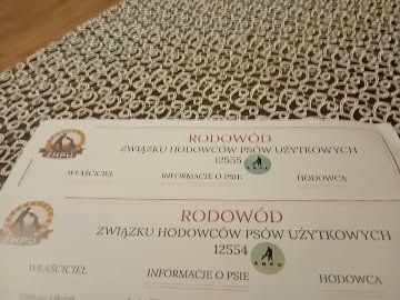 Owczarek Holenderski z Rodowodem