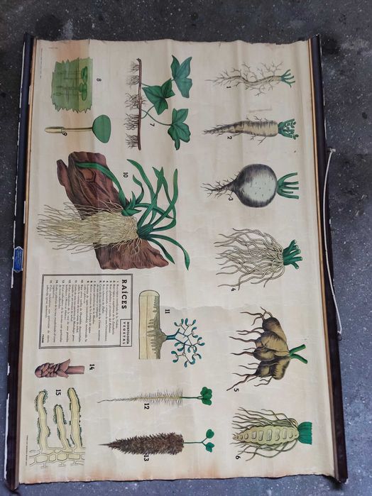 Cartaz escolar antigo do corpo humano